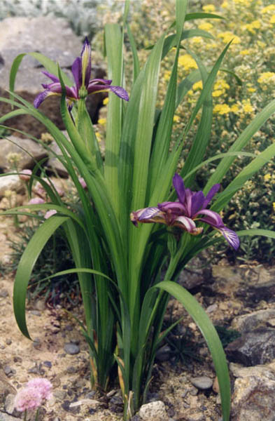 Iris graminea photo
